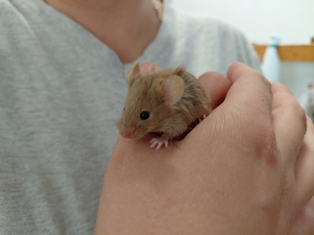 Stuart - Rongeur Souris à adopter