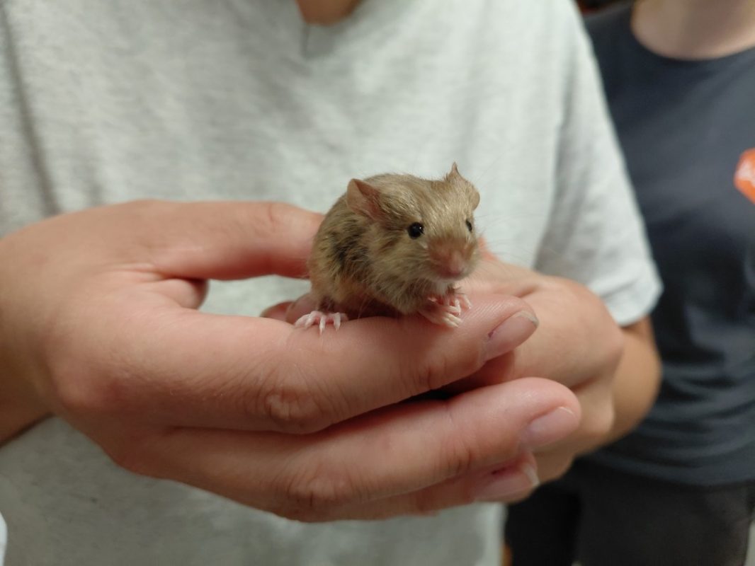 Chips - Rongeur Souris à adopter