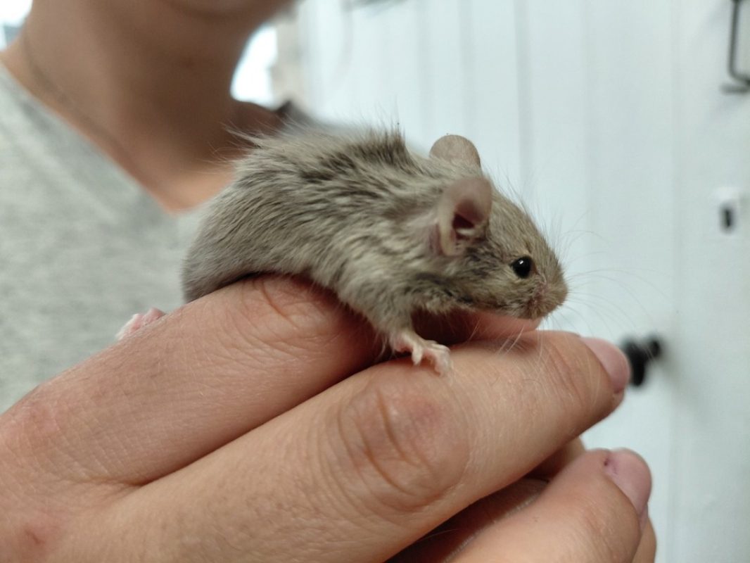 Ripou - Rongeur Souris à adopter