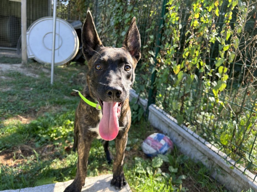 Benny - Chien Berger Hollandais à adopter
