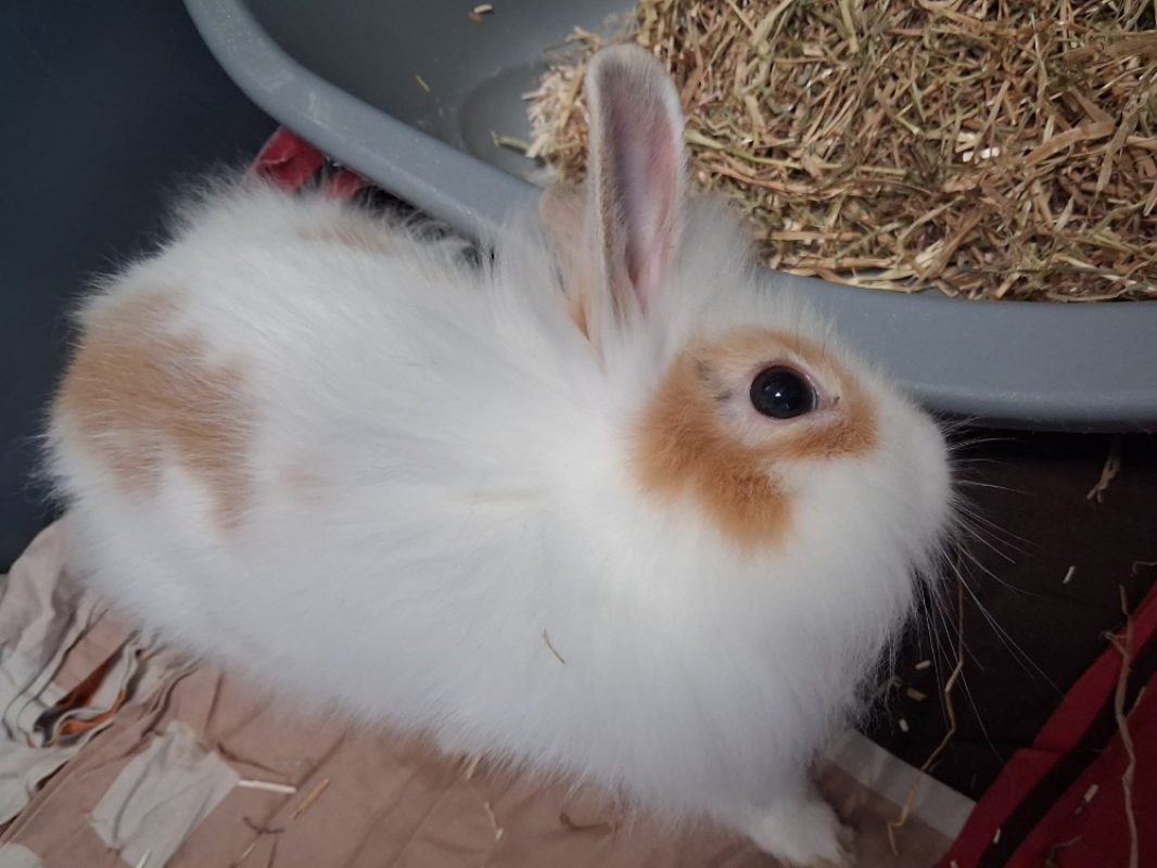 Etonnant - Rongeur Lapin à adopter
