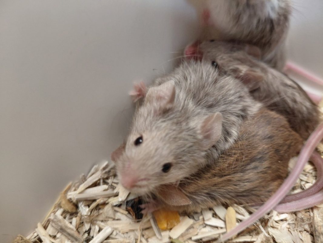 Pixel - Rongeur Souris à adopter