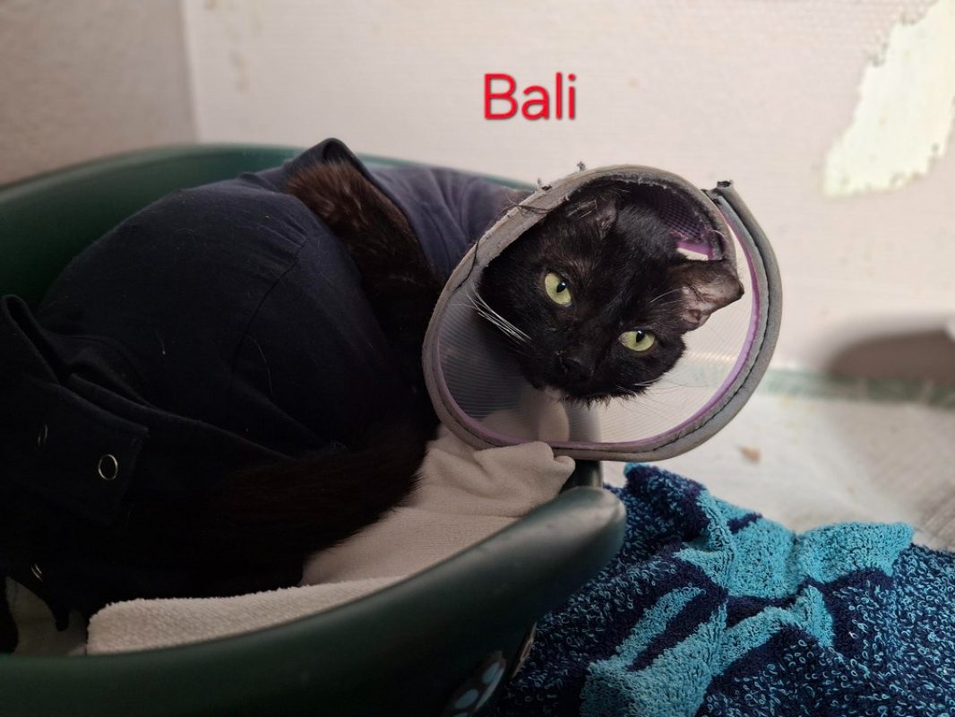 Bali - Chat Européen à adopter