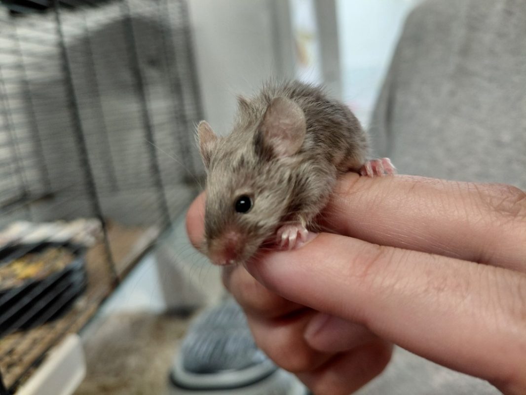 Zippo - Rongeur Souris à adopter