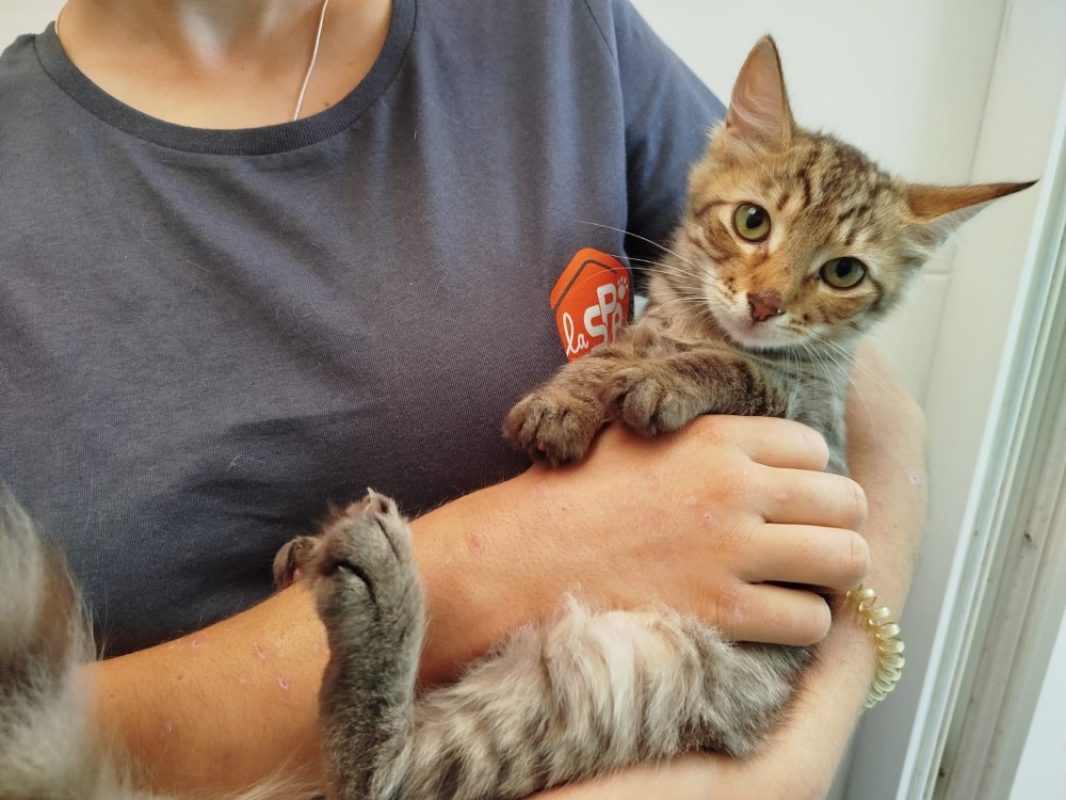 Mye - Chat Européen à adopter