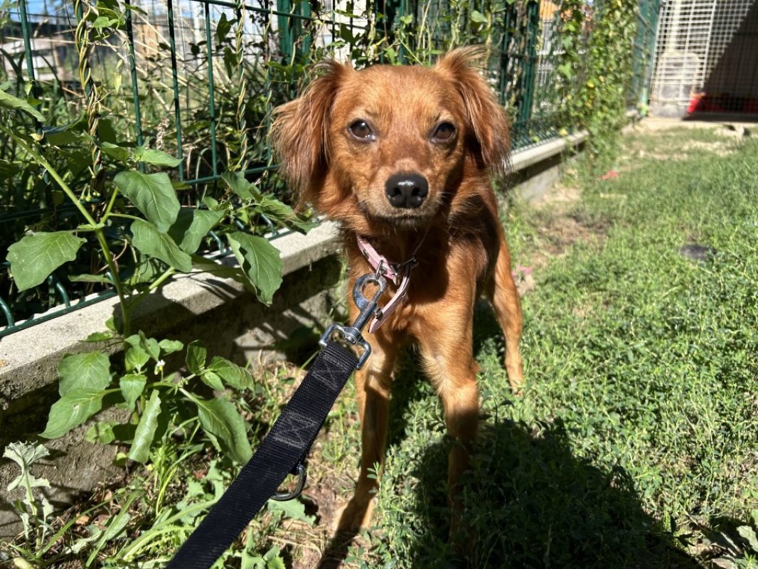 Scrat - Chien Ratier pragois à adopter