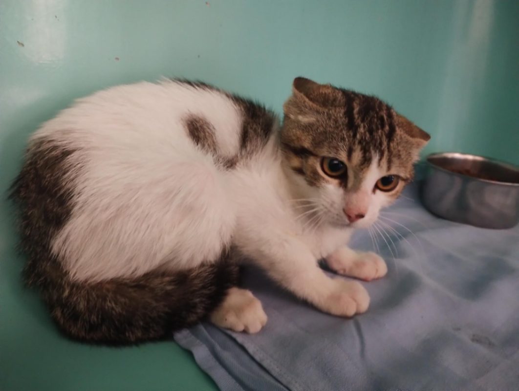 Mars - Chat Européen à adopter