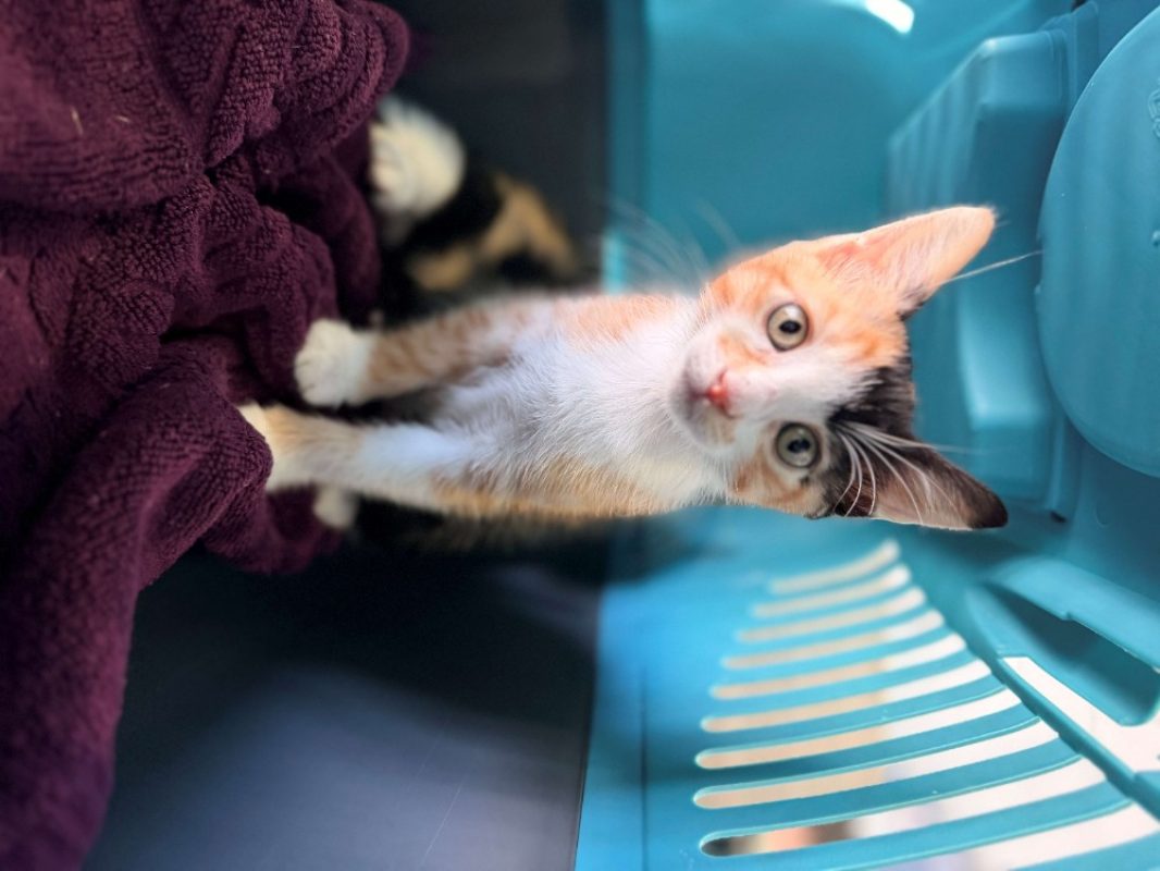 Mirabelle - Chat Européen à adopter
