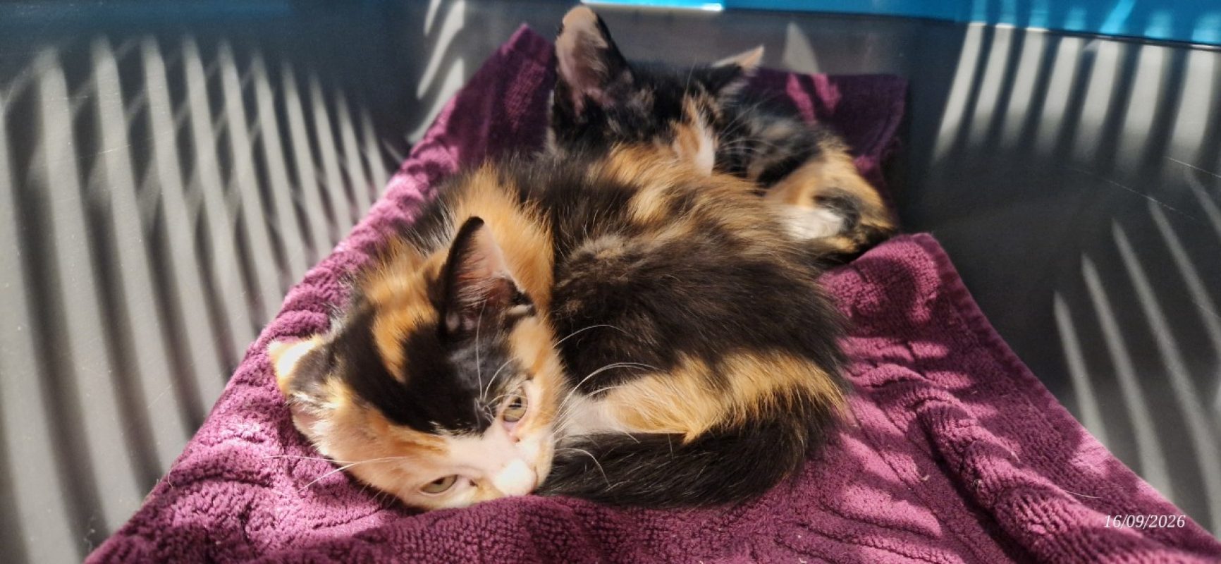 Mirabelle - Chat Européen à adopter - photo 2