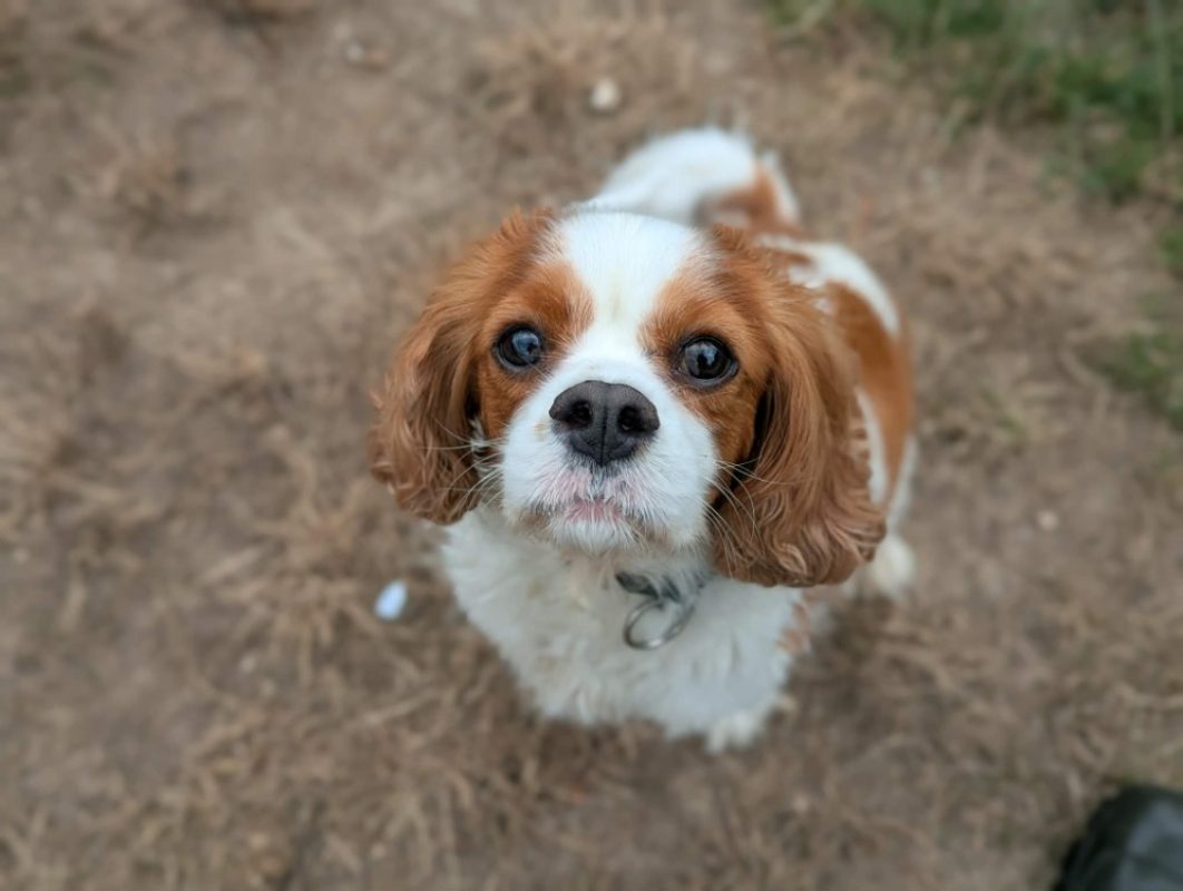 Tosca - Chien à adopter