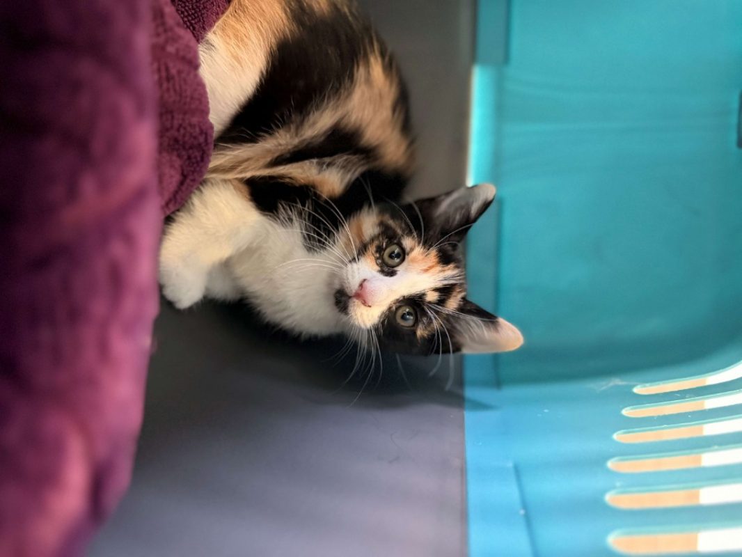 Papaye - Chat Européen à adopter