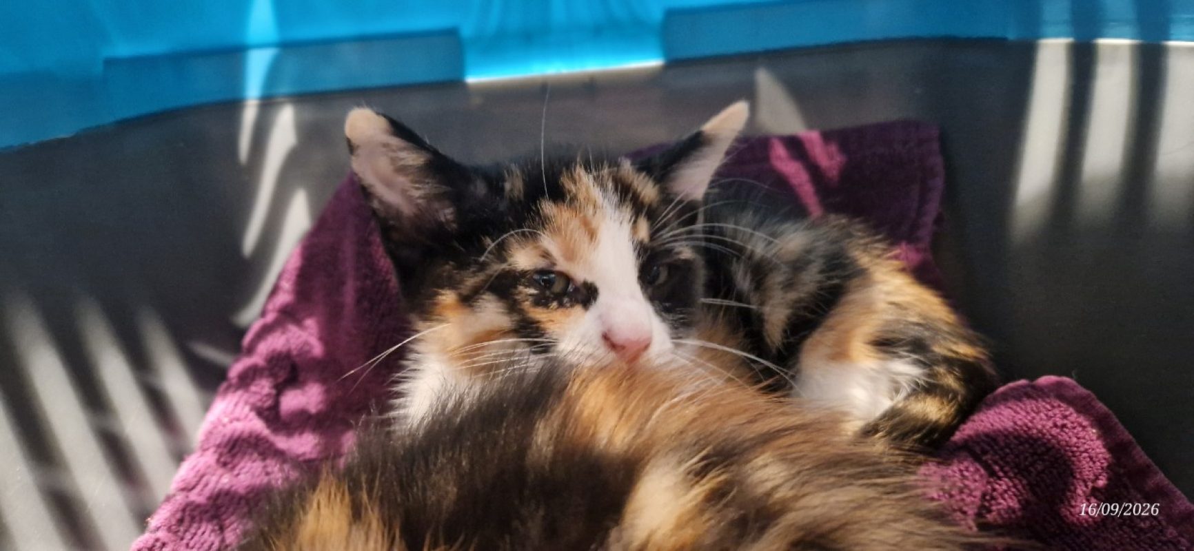 Papaye - Chat Européen à adopter - photo 2