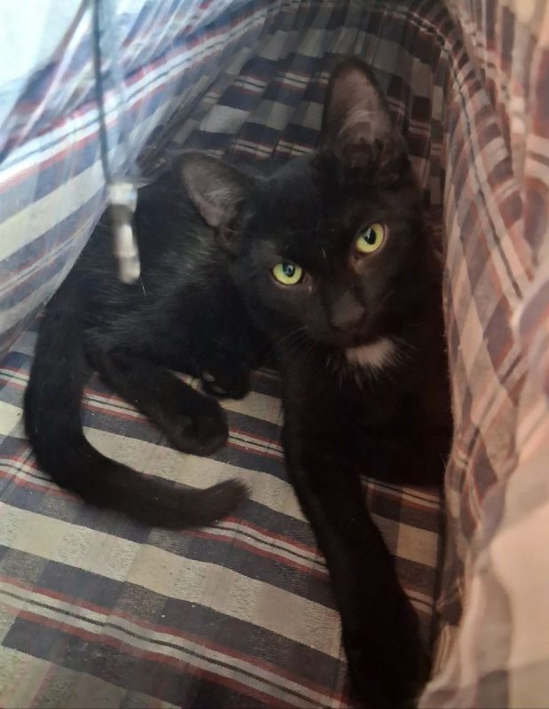Bianca - Chat à adopter