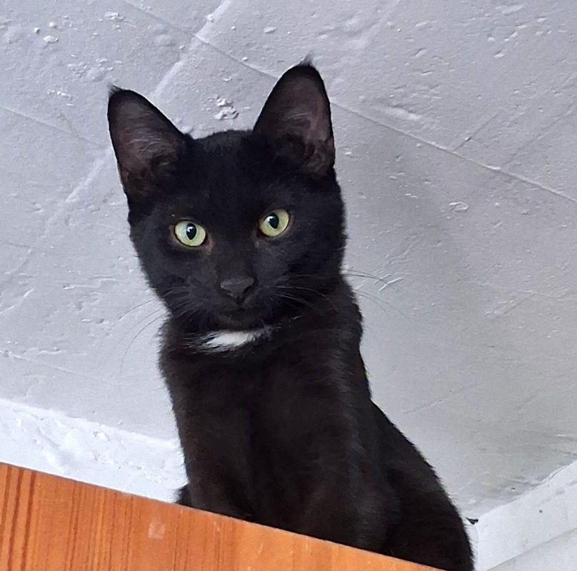 Bianca - Chat à adopter - photo 2