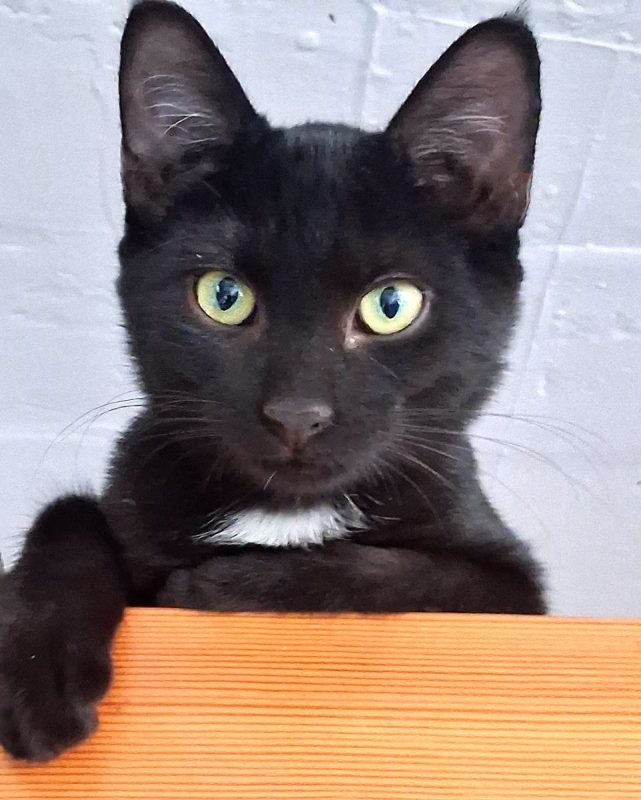 Bianca - Chat à adopter - photo 3