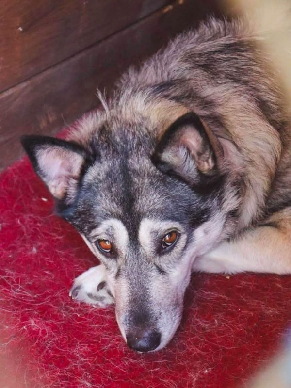 AMIE - Chien Husky Sibérien à adopter - photo 9