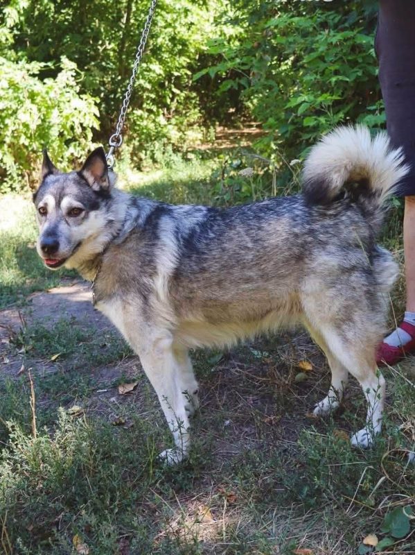 AMIE - Chien Husky Sibérien à adopter - photo 6