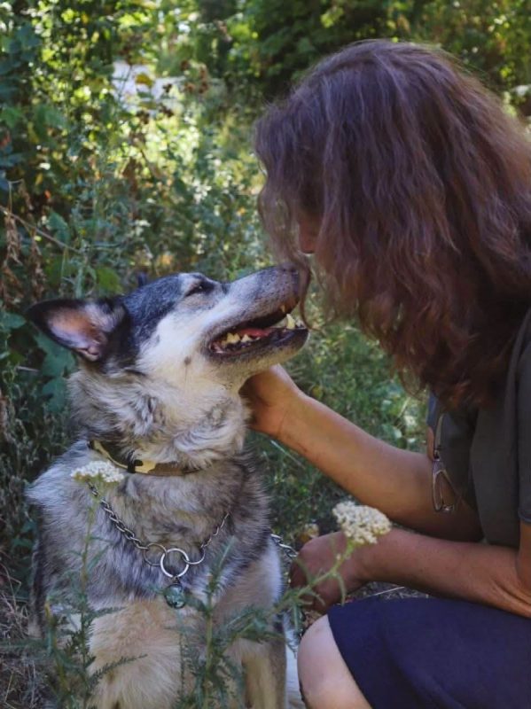 AMIE - Chien Husky Sibérien à adopter - photo 2