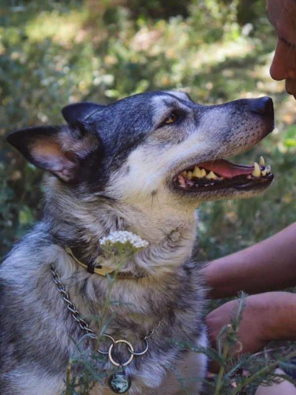 AMIE - Chien Husky Sibérien à adopter - photo 7