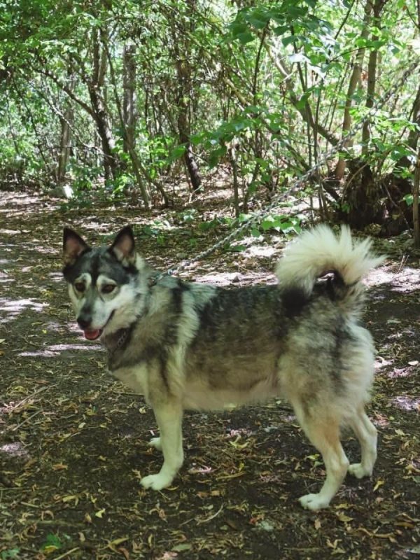 AMIE - Chien Husky Sibérien à adopter - photo 4