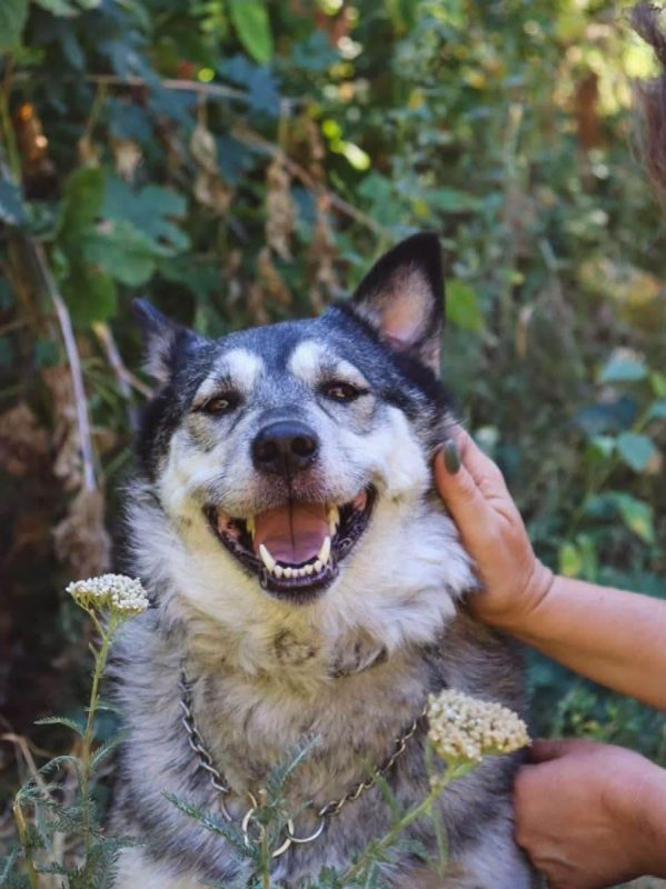 AMIE - Chien Husky Sibérien à adopter - photo 3