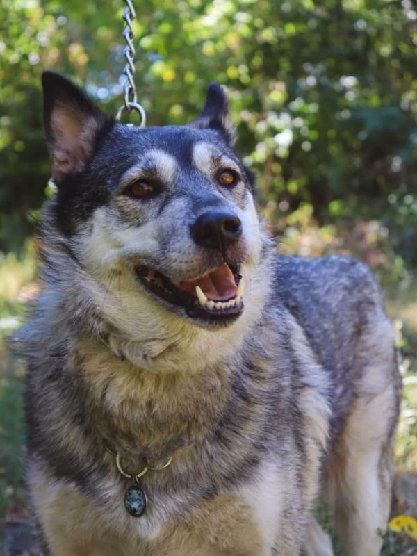 AMIE - Chien Husky Sibérien à adopter - photo 5