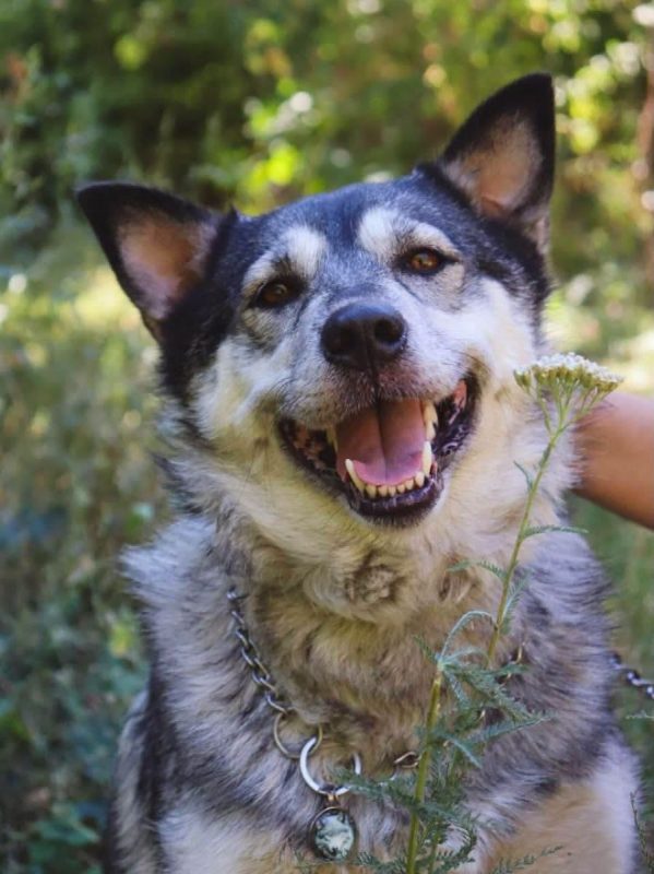 AMIE - Chien Husky Sibérien à adopter