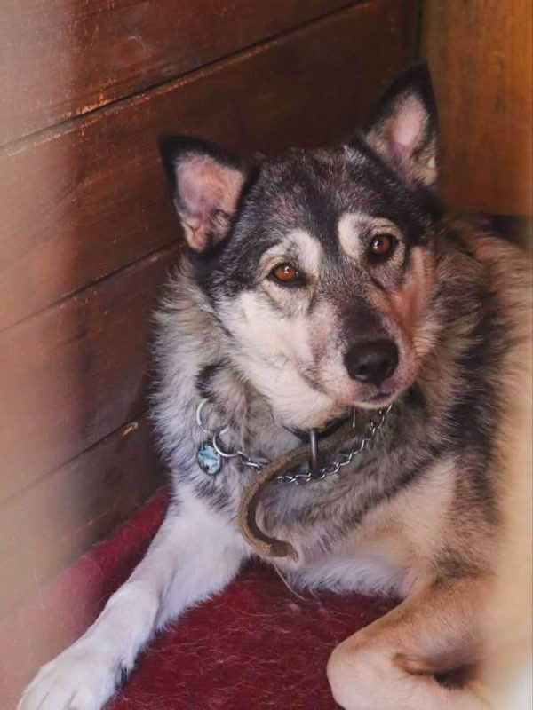 AMIE - Chien Husky Sibérien à adopter - photo 8