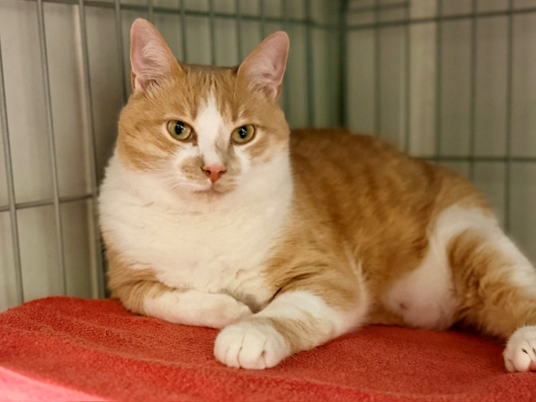 Simba - Chat Européen à adopter