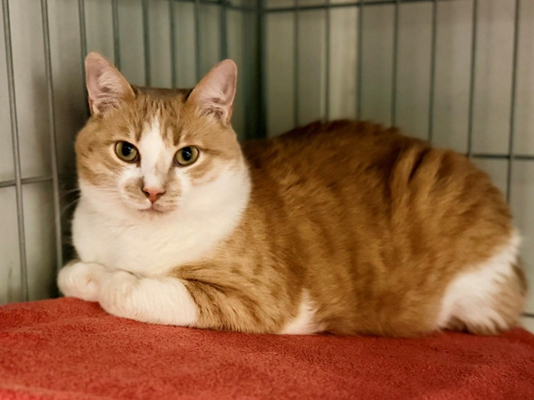 Simba - Chat Européen à adopter - photo 2