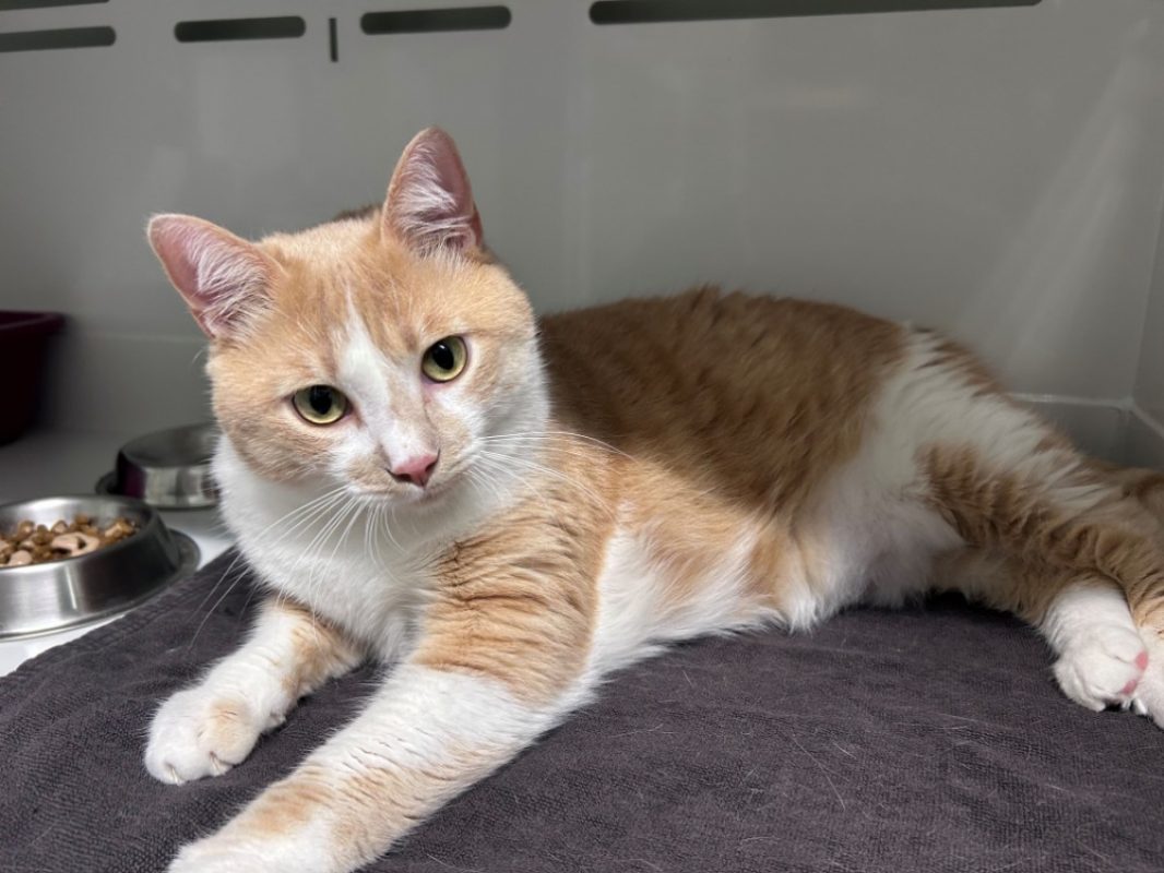 Simba - Chat Européen à adopter - photo 3