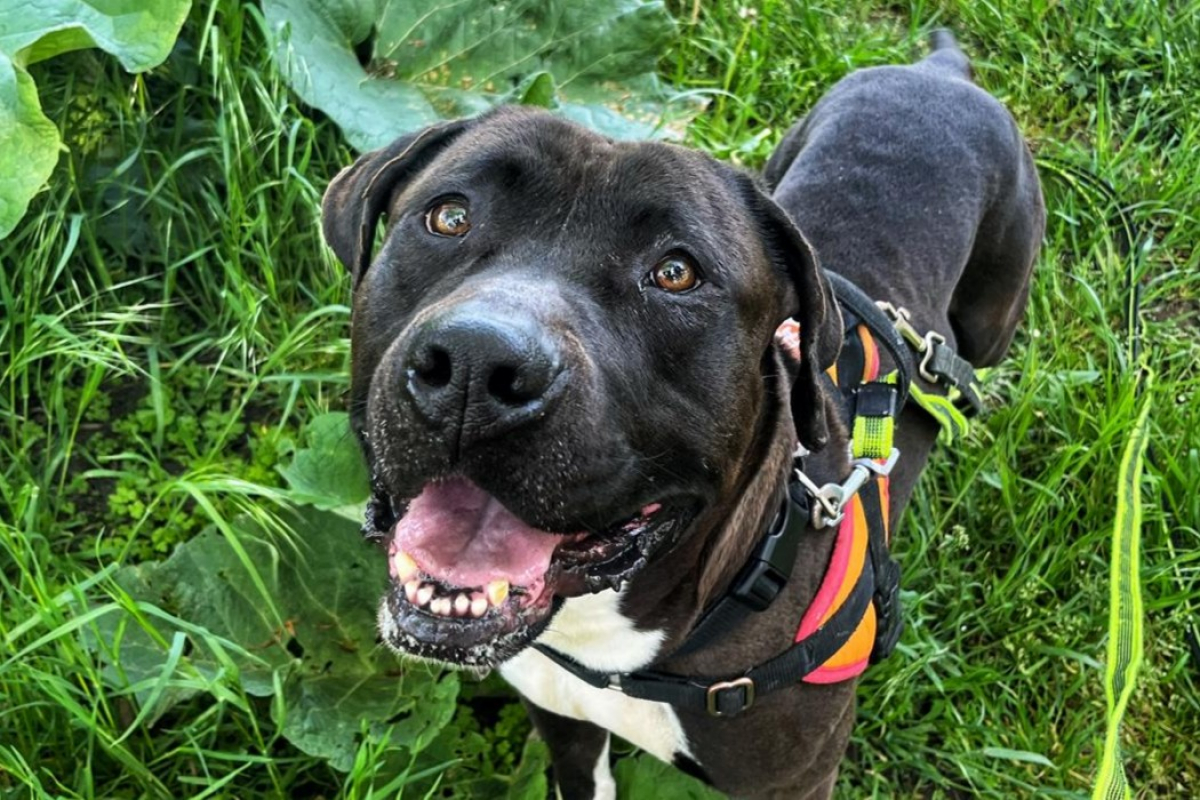 Photo #1 de Blacky dit white