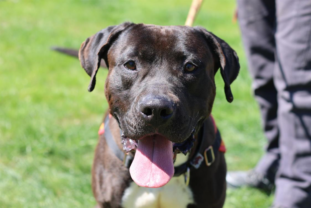 Photo #2 de Blacky dit white