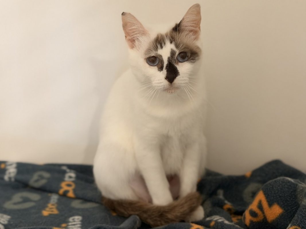 Liberte dit bambou - Chat Européen à adopter
