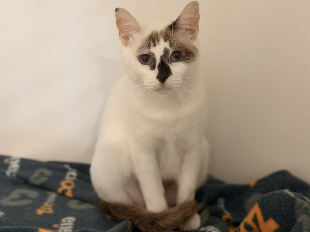 Liberte dit bambou - Chat Européen à adopter - photo 2