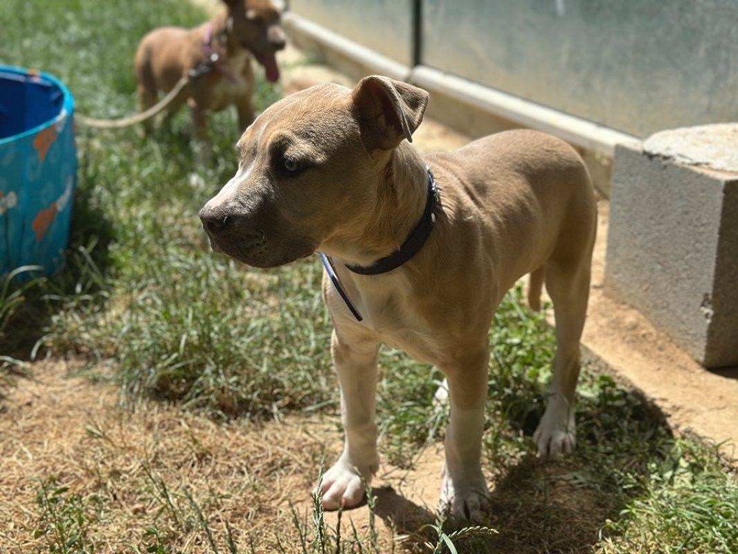 Melcko - Chien à adopter