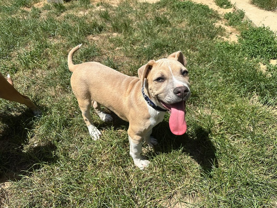 Melcko - Chien à adopter - photo 2