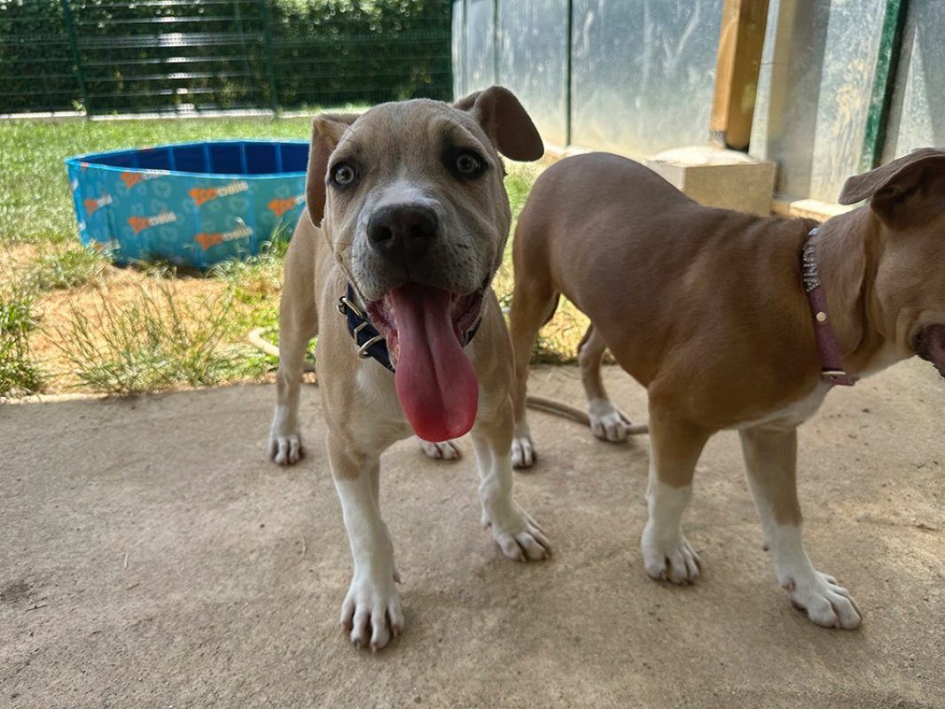 Melcko - Chien à adopter - photo 3