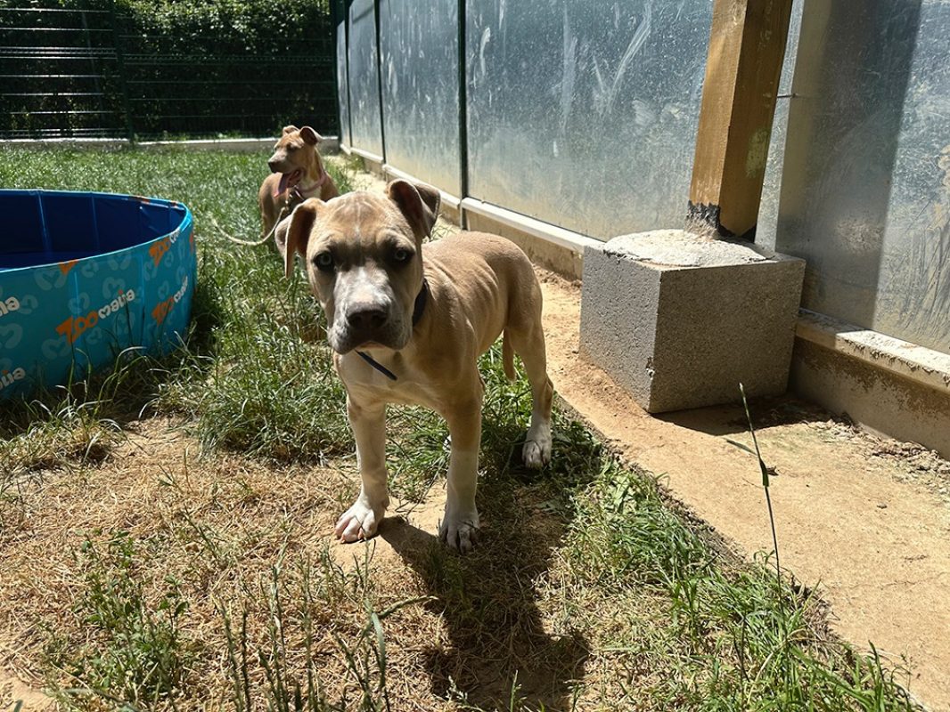Melcko - Chien à adopter - photo 4