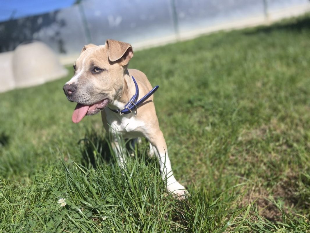 Melcko - Chien à adopter - photo 5