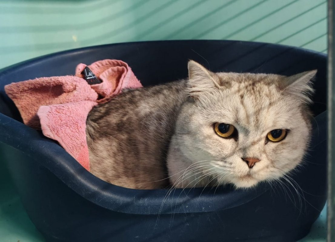 Theodore - Chat Scottish Fold à adopter