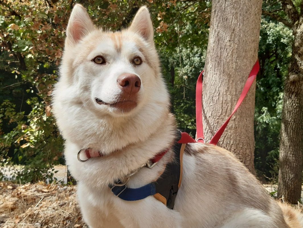 Belle - Chien Husky Sibérien à adopter