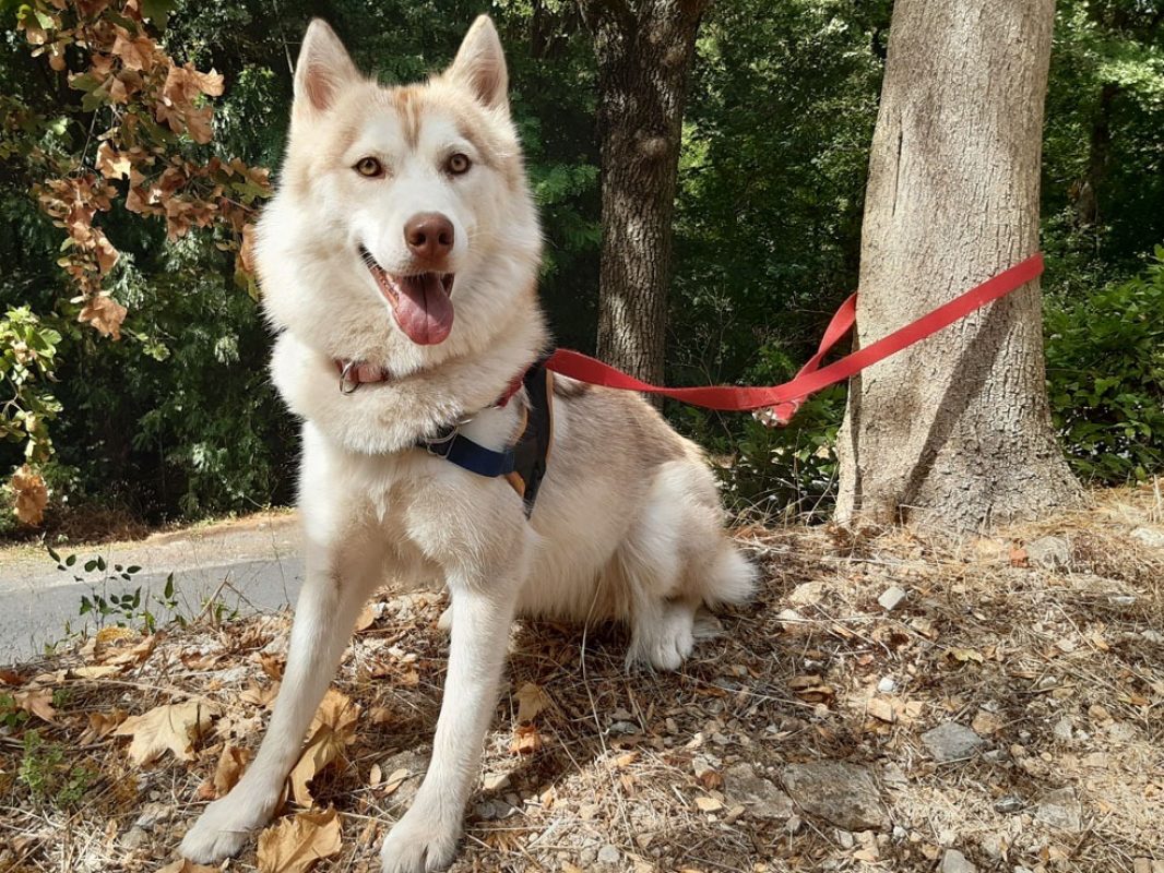 Belle - Chien Husky Sibérien à adopter - photo 2