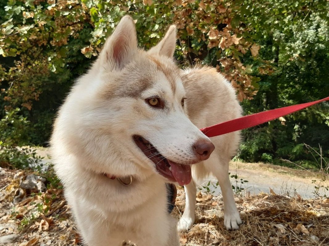Belle - Chien Husky Sibérien à adopter - photo 3