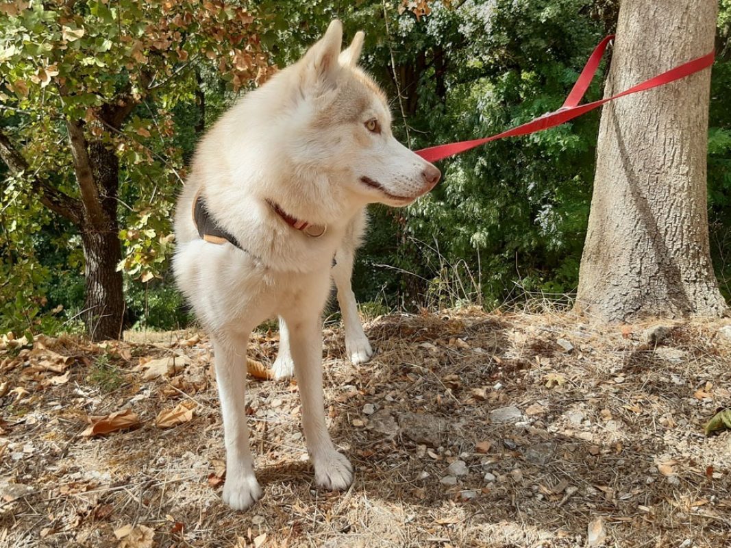 Belle - Chien Husky Sibérien à adopter - photo 4