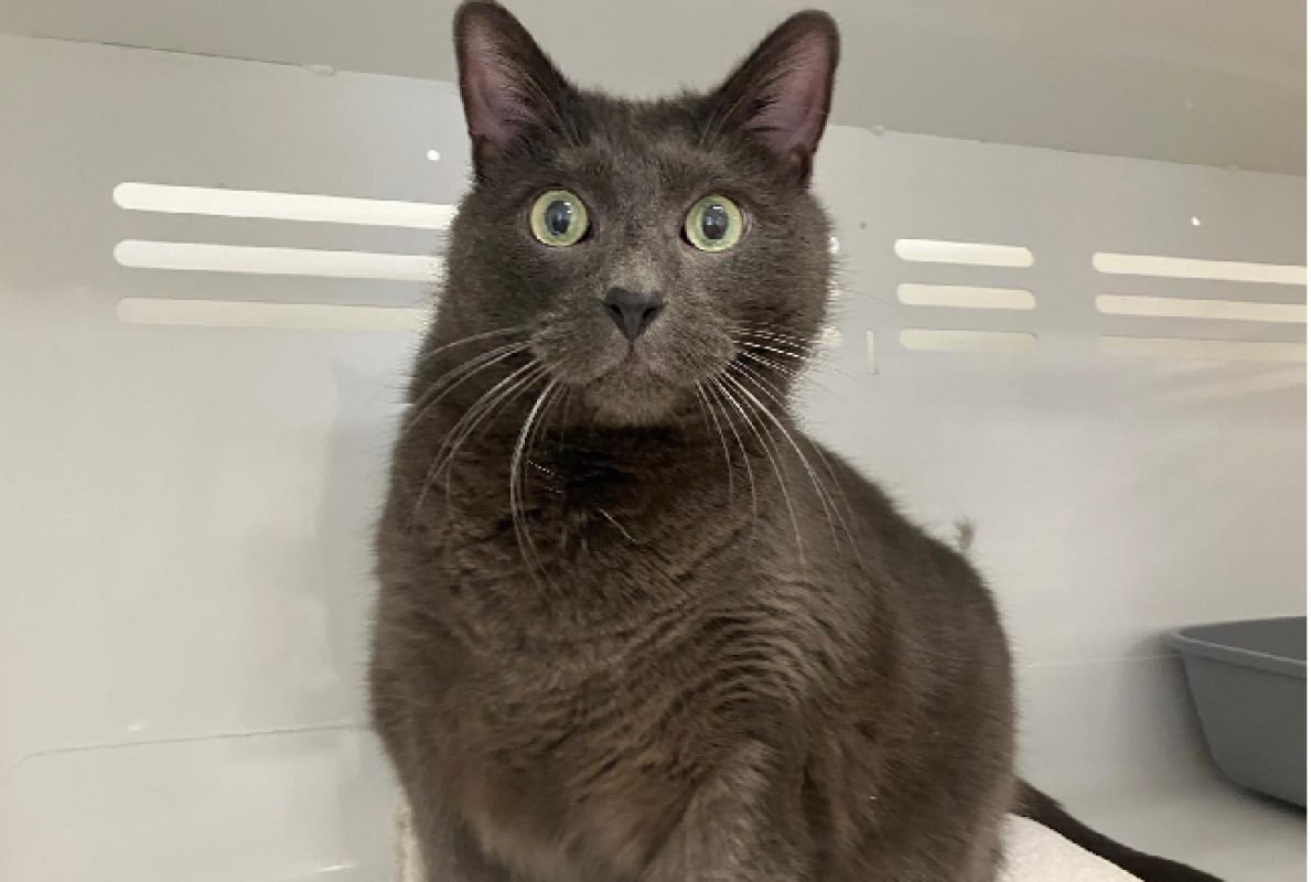 Reglisse - Chat Européen à adopter