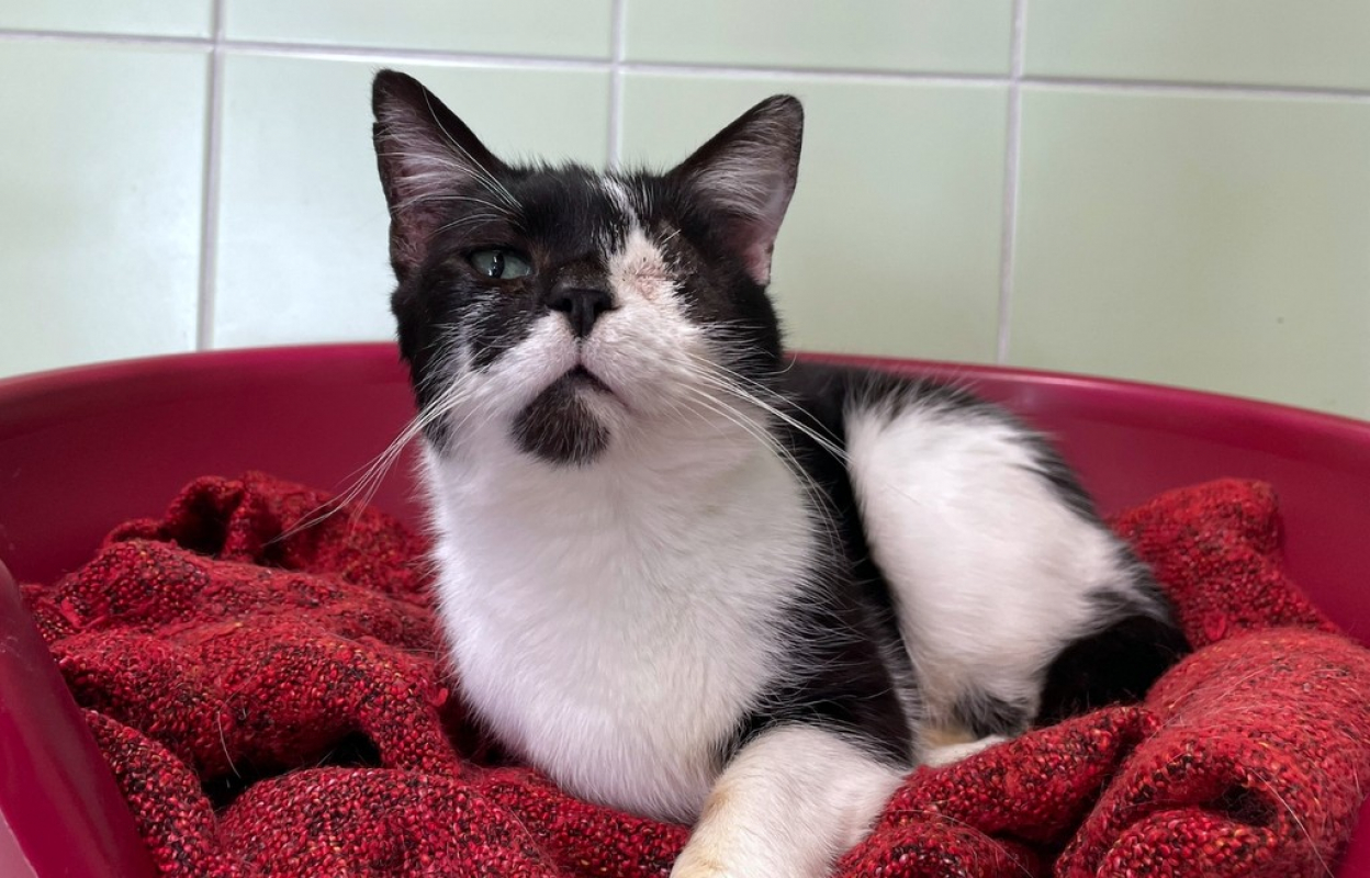 Photo #2 de Moustique