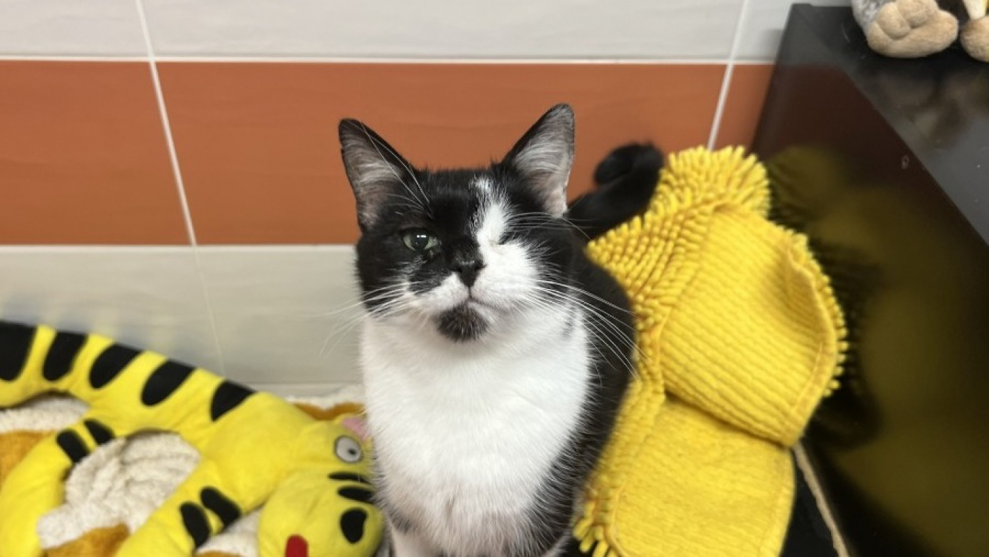 Photo #1 de Moustique