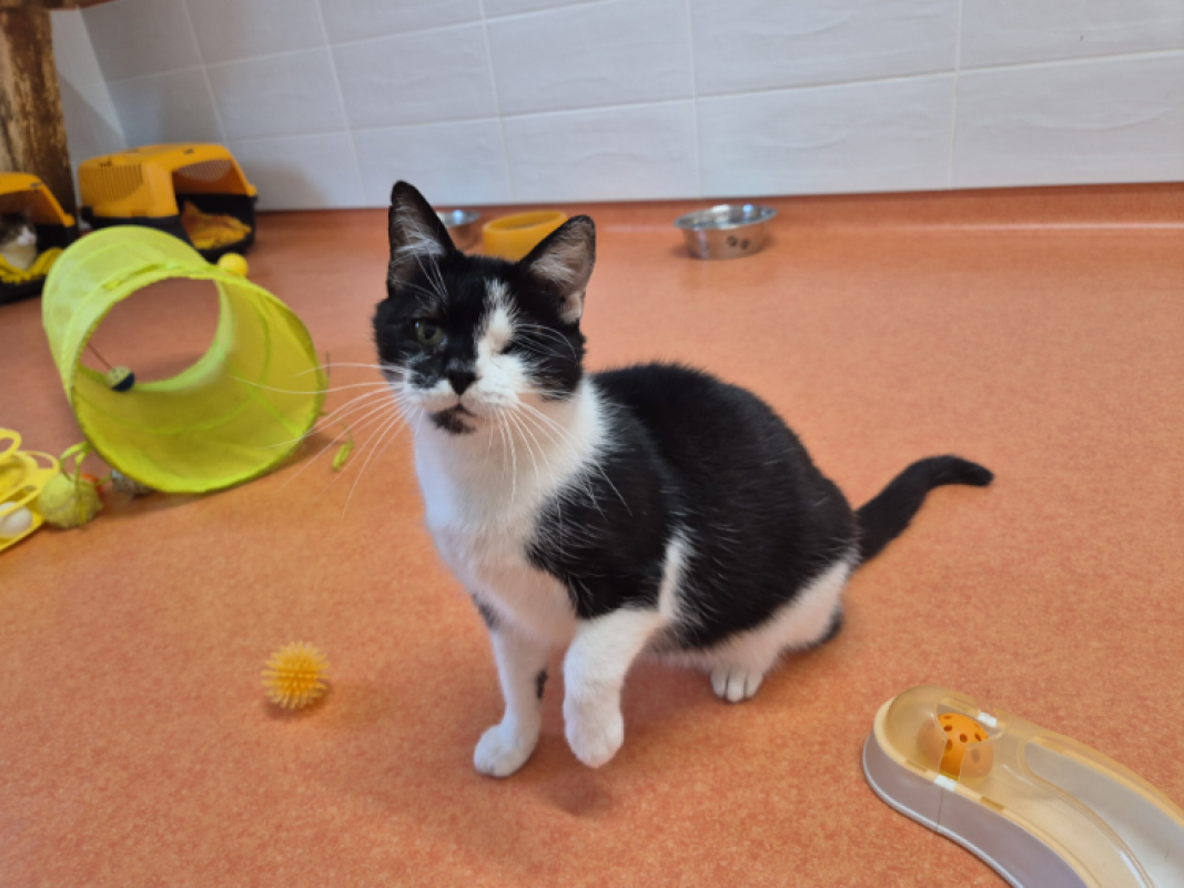 Photo #3 de Moustique