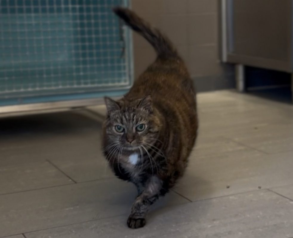 Minnie - Chat Européen à adopter